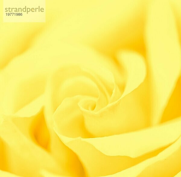 Botanisches Konzept  Hochzeitseinladungskarte  Weichzeichner  abstrakter floraler Hintergrund  gelbe Rosenblüte. Makro Blumen Kulisse für Urlaub Marke Design