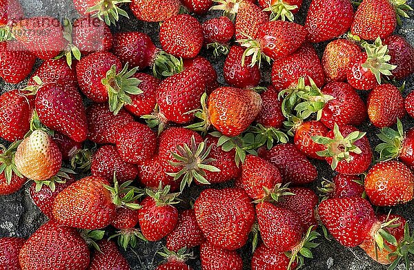 Frisch gepflückte rote reife Erdbeeren. Hintergrund. Nahaufnahme. Ansicht von oben