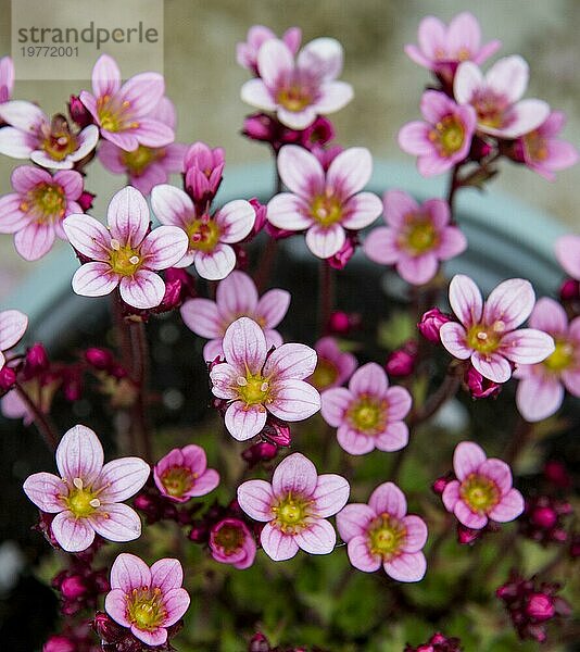 Rosa Blüten (Saxifraga) im zeitigen Frühjahr. Blühende Felsenblumen im Garten. Selektiver Fokus