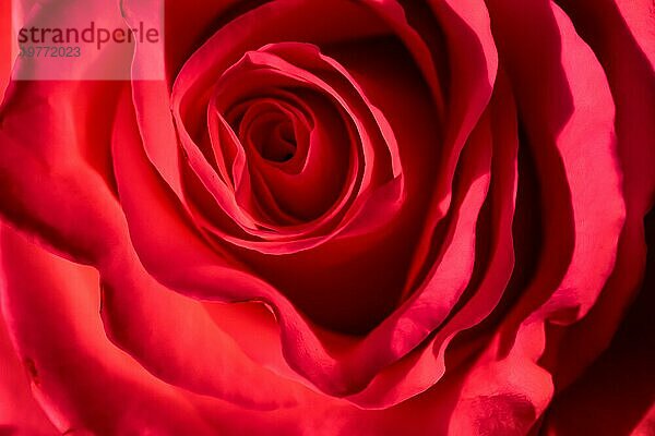 Botanisches Konzept  Einladungskarte  Weichzeichner  abstrakter floraler Hintergrund  rote Rosenblüte. Makro Blumen Kulisse für Urlaub Marke Design