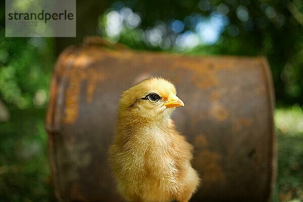 Niedliches Küken in Bodennähe in Grün und Gras im Freien auf einem Feld oder in einem Garten mit selektivem Fokus