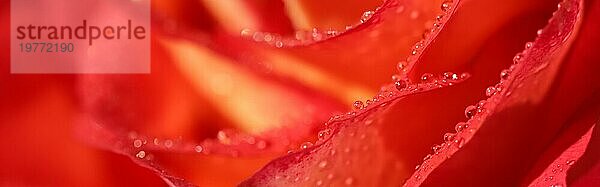 Botanisches Konzept  Einladungskarte  Weichzeichner  abstrakter floraler Hintergrund  rote Rosenblüte mit Wassertropfen. Makro Blumen Kulisse für Urlaub Design