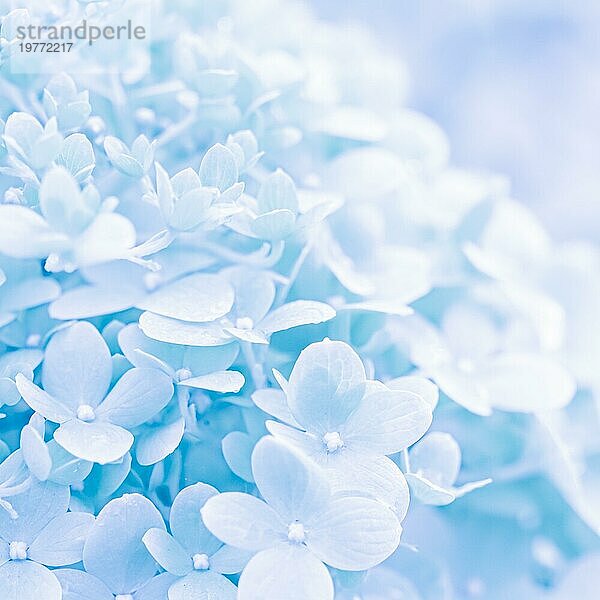 Hintergrund von weißblauen Blütenblättern einer Hortensie oder Hortensien Nahaufnahme. Weichzeichner