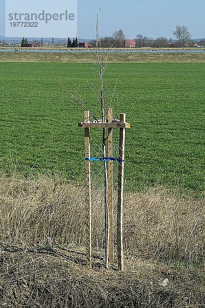 Baumschutzgitter zum Schutz junger Bäume vor Wildschäden. Setzling oder Jungpflanze mit Schutzgitter aus Metalldraht umzäunt