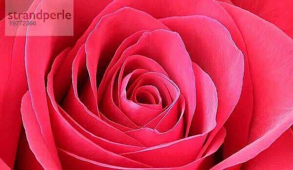 Rote Rosenblütenblätter. Makro Blumen Hintergrund für Urlaub Marke Design. Weichzeichner