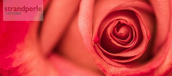 Botanisches Konzept  Hochzeitseinladungskarte  Weichzeichner  abstrakter floraler Hintergrund  rote Rosenblüte. Makro Blumen Kulisse für Urlaub Marke Design