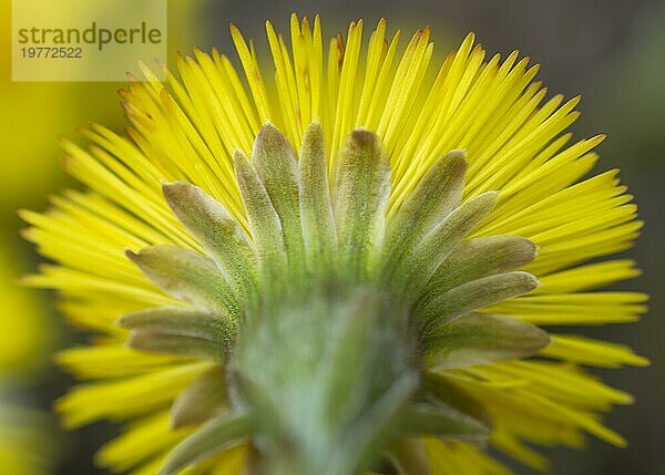 Einzelner gelber Huflattich (Tussilago Farfara) im zeitigen Frühjahr. Huflattichblüte aus der Nähe. Makro. Selektiver Fokus