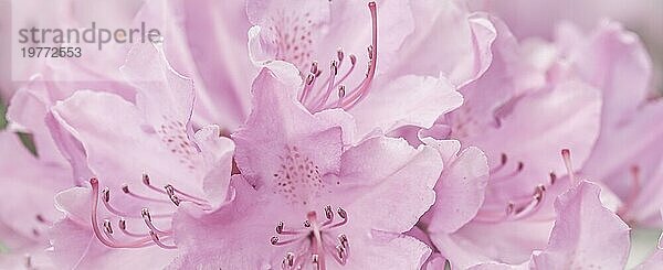Blassrosa Rhododendron Blütenblätter. Makro Blumen Hintergrund für Urlaub Design. Weichzeichner
