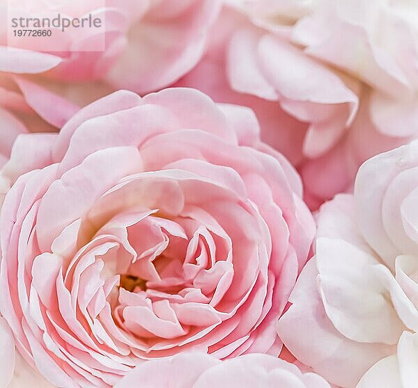 Botanisches Konzept  Hochzeitseinladungskarte  Weichzeichner  abstrakter floraler Hintergrund  blassrosa Rosen. Makro Blumen Kulisse für Urlaub Marke Design