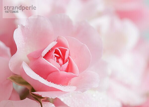 Schöne rosa Rose mit Wassertropfen. Kann als Hintergrund verwendet werden. Weicher Fokus. Romantischer Stil