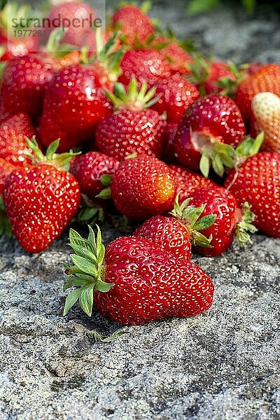 Frisch gepflückte rote reife Erdbeeren. Hintergrund. Nahaufnahme. Selektiver Fokus