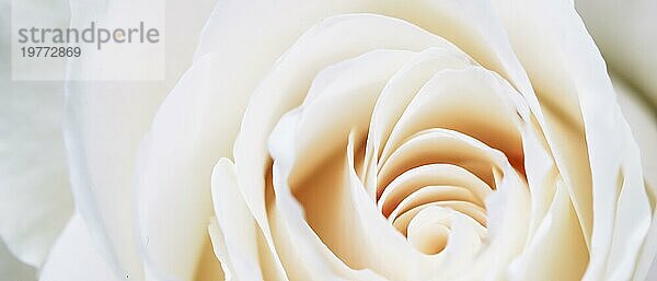Botanisches Konzept  Einladungskarte  Weichzeichner  abstrakter floraler Hintergrund  weiße Rosenblüte. Makro Blumen Kulisse für Urlaub Marke Design
