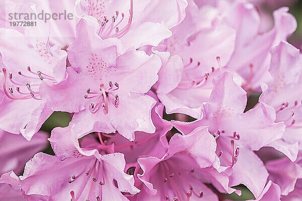 Blassrosa Rhododendron Blütenblätter. Makro Blumen Hintergrund für Urlaub Design. Weichzeichner
