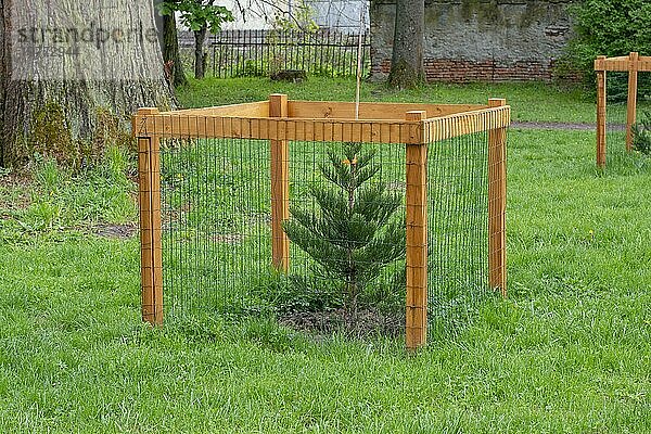 Baumschutzgitter zum Schutz eines jungen Baums vor Wildschäden. Zaun zum Schutz eines Baumes im Park