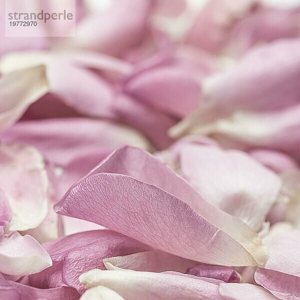 Botanisches Konzept  Hochzeitseinladungskarte  Weichzeichner  abstrakter floraler Hintergrund  rosa Rosenblütenblätter. Makro Blumen Kulisse für Urlaub Design