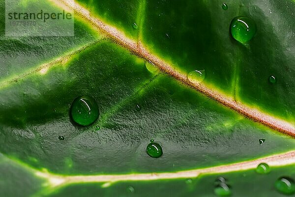 Abstrakter grüner Hintergrund. Makro Croton Pflanze Blatt mit Wassertropfen. Natürliche Kulisse für Markendesign