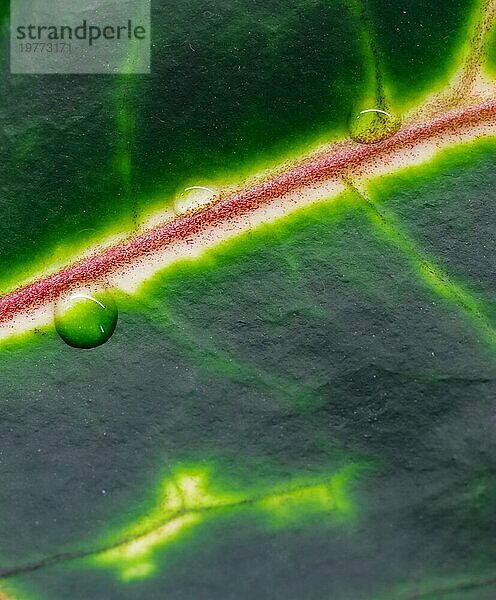 Abstrakter grüner Hintergrund. Makro Croton Pflanze Blatt mit Wassertropfen. Natürliche Kulisse für Markendesign