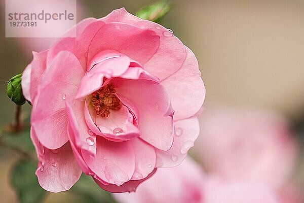 Botanisches Konzept  Weichzeichner  abstrakter floraler Hintergrund  rosa Rosenblütenblätter. Makro Blumen Kulisse für Urlaub Design