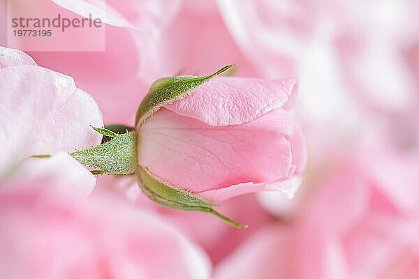 Schöne rosa Rose mit Wassertropfen. Kann als Hintergrund verwendet werden. Weicher Fokus. Romantischer Stil