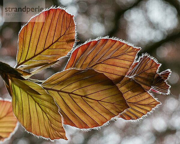 Blätter der Rotbuche (Fagus sylvatica purpurea)  isoliert  Nahaufnahme  Makro  Detail