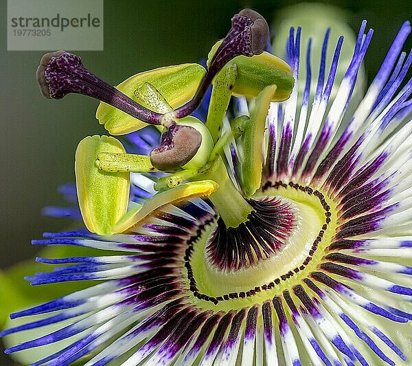 Nahaufnahme der Paßiflora Die blaue Passionsblume. Passionsblume mit blaür Krone. Selektiver Fokus