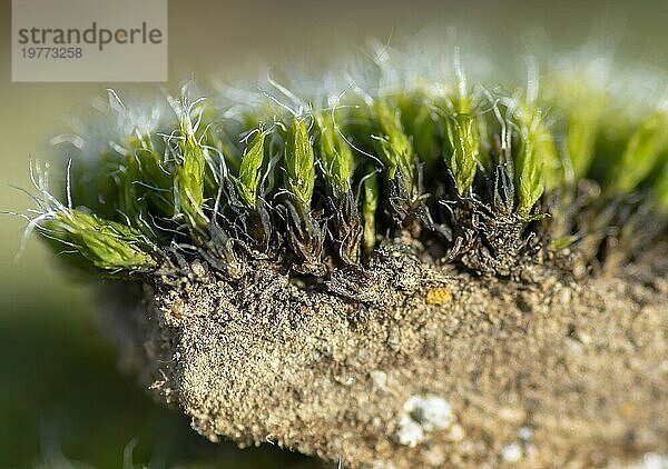 Laubmoos (Bryophyta) im Querschnitt. Schnitt durch das Moos. Nahaufnahme. Selektiver Fokus