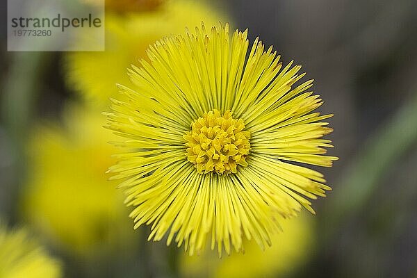 Einzelner gelber Huflattich (Tussilago Farfara) im zeitigen Frühjahr. Huflattichblüte aus der Nähe. Makro. Selektiver Fokus