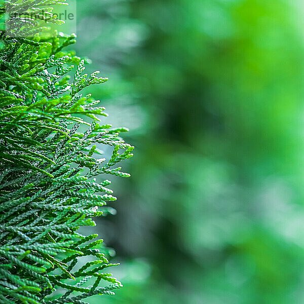 Unscharfer Naturhintergrund. Closeup grüne Blätter von immergrünen Nadelbaum (Thuja) . Extremes Bokeh mit Lichtreflexion. Platz für Text