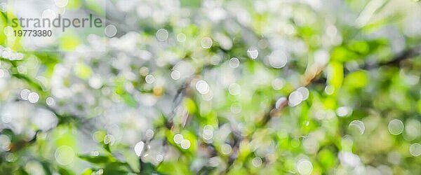 Unscharfe Frühling Hintergrund von weißen Blumen und grünen Blättern in sonnigen. Extreme Bokeh mit Lichtreflexion