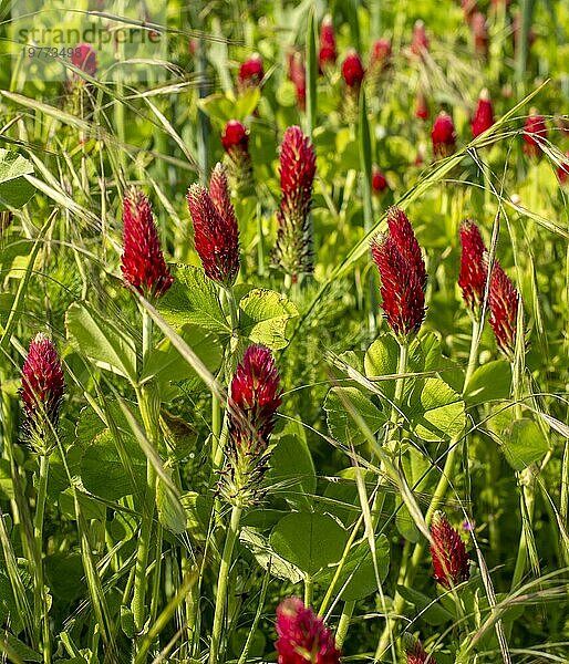 Landwirtschaftliches Feld mit blühendem Steinklee (Trifolium incarnatum) im Frühjahr. Selektiver Fokus