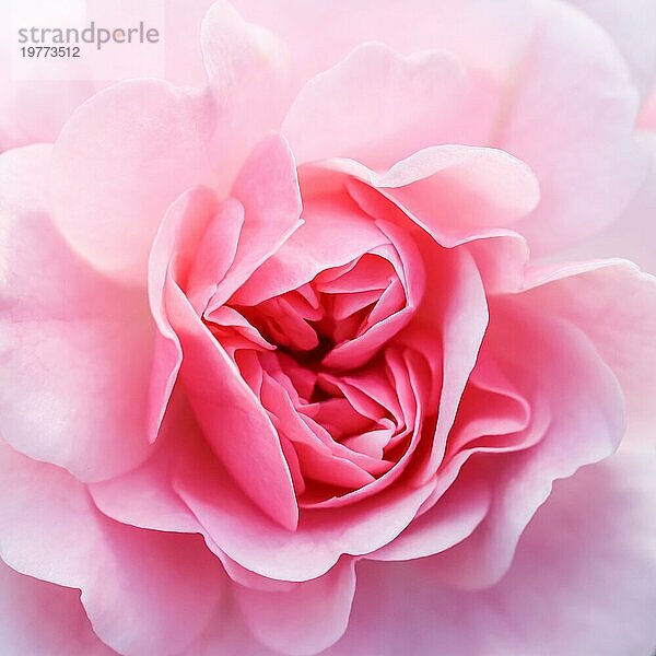 Botanisches Konzept  Hochzeitseinladungskarte  Weichzeichner  abstrakter floraler Hintergrund  rosa Rosenblüte. Makro Blumen Kulisse für Urlaub Marke Design