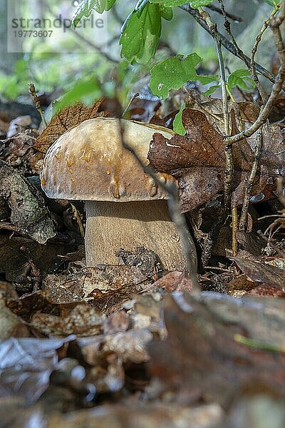 Sommersteinpilz (Boletus reticulatus)  der im Wald wächst. Nahaufnahme. Selektiver Fokus