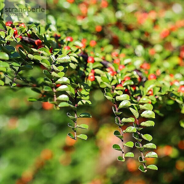 Grüne Blätter an den Zweigen eines horizontalen Cotoneaster Strauchs in einem sonnigen Garten im Herbst. Bokehhintergrund