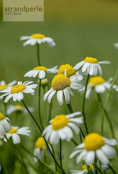 Kamillenblüten (Matricaria recutita) blühen im Sommer auf einer Wiese. Kamillenköpfe auf dem Feld. Selektiver Fokus