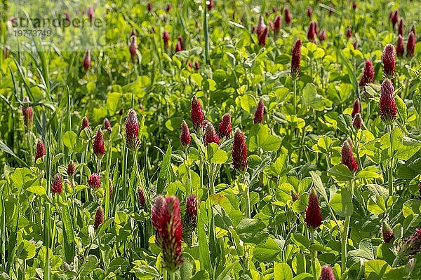 Landwirtschaftliches Feld mit blühendem Steinklee (Trifolium incarnatum) im Frühjahr. Selektiver Fokus