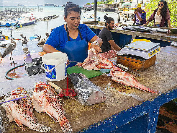 Eine Frau bereitet Fisch auf dem Fischmarkt in Puerto Azorra  Insel Santa Cruz  Galapagosinseln  UNESCO-Weltkulturerbe  Ecuador  Südamerika zu