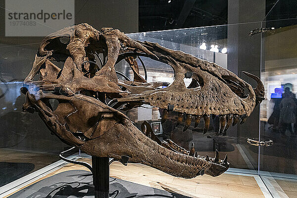 Dinosaur exhibits  Royal Tyrrell Museum  Drumheller  Alberta  Canada  North America
