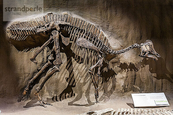 Dinosaurierausstellungen  Royal Tyrrell Museum  Drumheller  Alberta  Kanada  Nordamerika