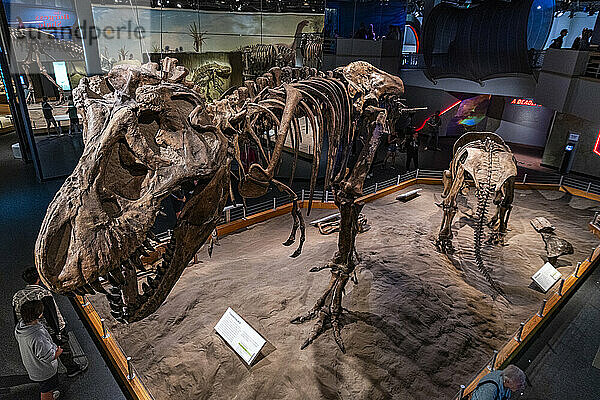 Dinosaurierausstellungen  Royal Tyrrell Museum  Drumheller  Alberta  Kanada  Nordamerika