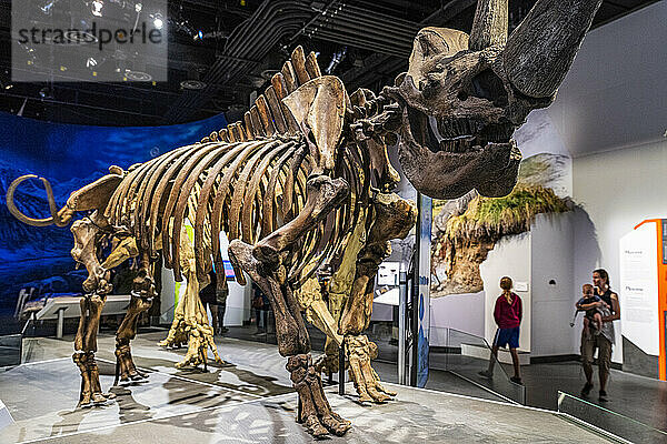 Dinosaur exhibits  Royal Tyrrell Museum  Drumheller  Alberta  Canada  North America