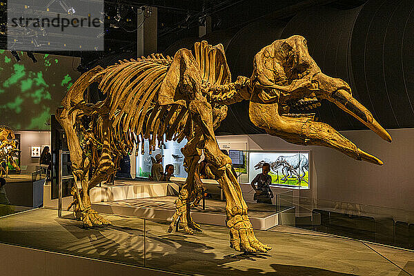 Dinosaurierausstellungen  Royal Tyrrell Museum  Drumheller  Alberta  Kanada  Nordamerika