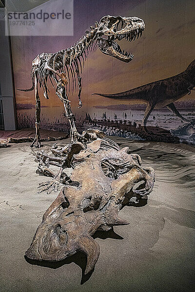 Dinosaurierausstellungen  Royal Tyrrell Museum  Drumheller  Alberta  Kanada  Nordamerika