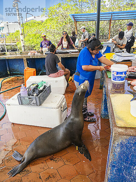 Eine Menagerie von Tieren  während eine Frau Fisch auf dem Fischmarkt in Puerto Azorra  Santa Cruz Island  Galapagosinseln  UNESCO-Weltkulturerbe  Ecuador  Südamerika zubereitet