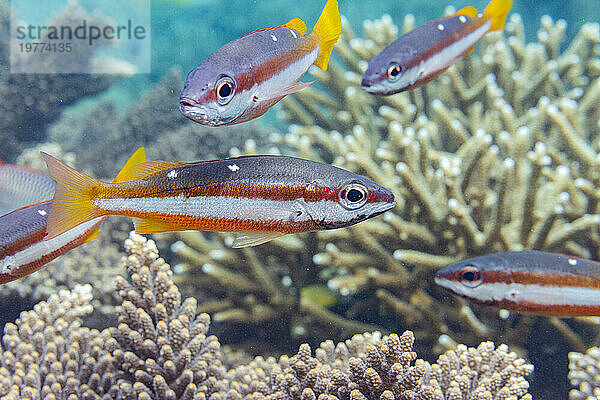 Ein ausgewachsener Zweipunkt-Schnapper (Lutjanus biguttatus) am Riff vor der Insel Wohof  Raja Ampat  Indonesien  Südostasien