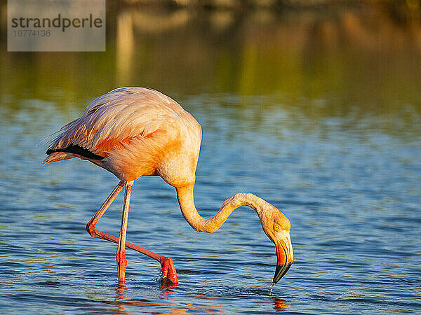 Ausgewachsener amerikanischer Flamingo (Phoenicopterus ruber) ernährt sich von Artesmia-Garnelen  Insel Rabida  Galapagosinseln  UNESCO-Weltkulturerbe  Ecuador  Südamerika