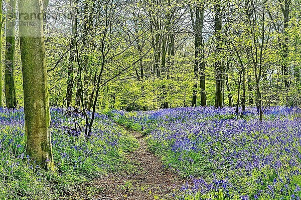 Bluebell Wood in der Nähe von Hailsham  East Sussex  England  Vereinigtes Königreich  Europa