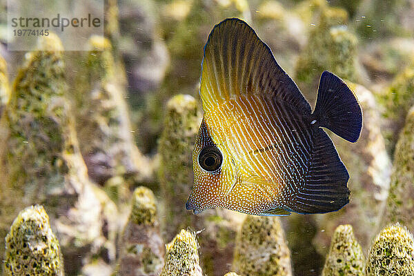 Ein junger Brauntang (Zebrasoma scopas) am Riff vor Kawe Island  Raja Ampat  Indonesien  Südostasien