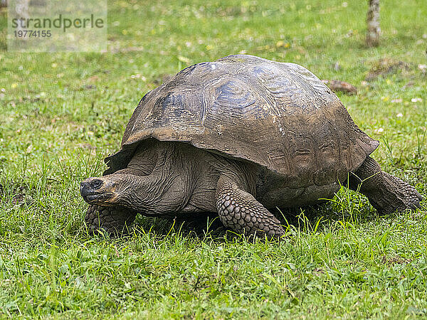 Wilde Galapagos-Riesenschildkröte (Chelonoidis spp)  gefunden in Rancho Manzanillo  Santa Cruz Island  Galapagos-Inseln  UNESCO-Weltkulturerbe  Ecuador  Südamerika