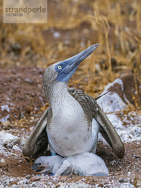 Ausgewachsener Blaufußtölpel (Sula nebouxii) mit Küken auf North Seymour Island  Galapagos-Inseln  UNESCO-Weltkulturerbe  Ecuador  Südamerika