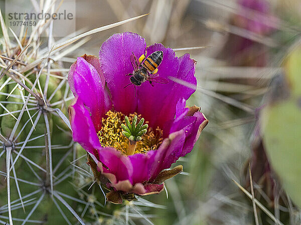 Eine westliche Honigbiene (Apis mellifera) auf einem Erdbeerkaktus (Echinocereus enneacanthus)  Big Bend National Park  Texas  Vereinigte Staaten von Amerika  Nordamerika